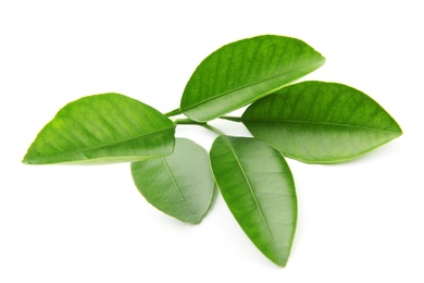 Branch of citrus leaves isolated on white