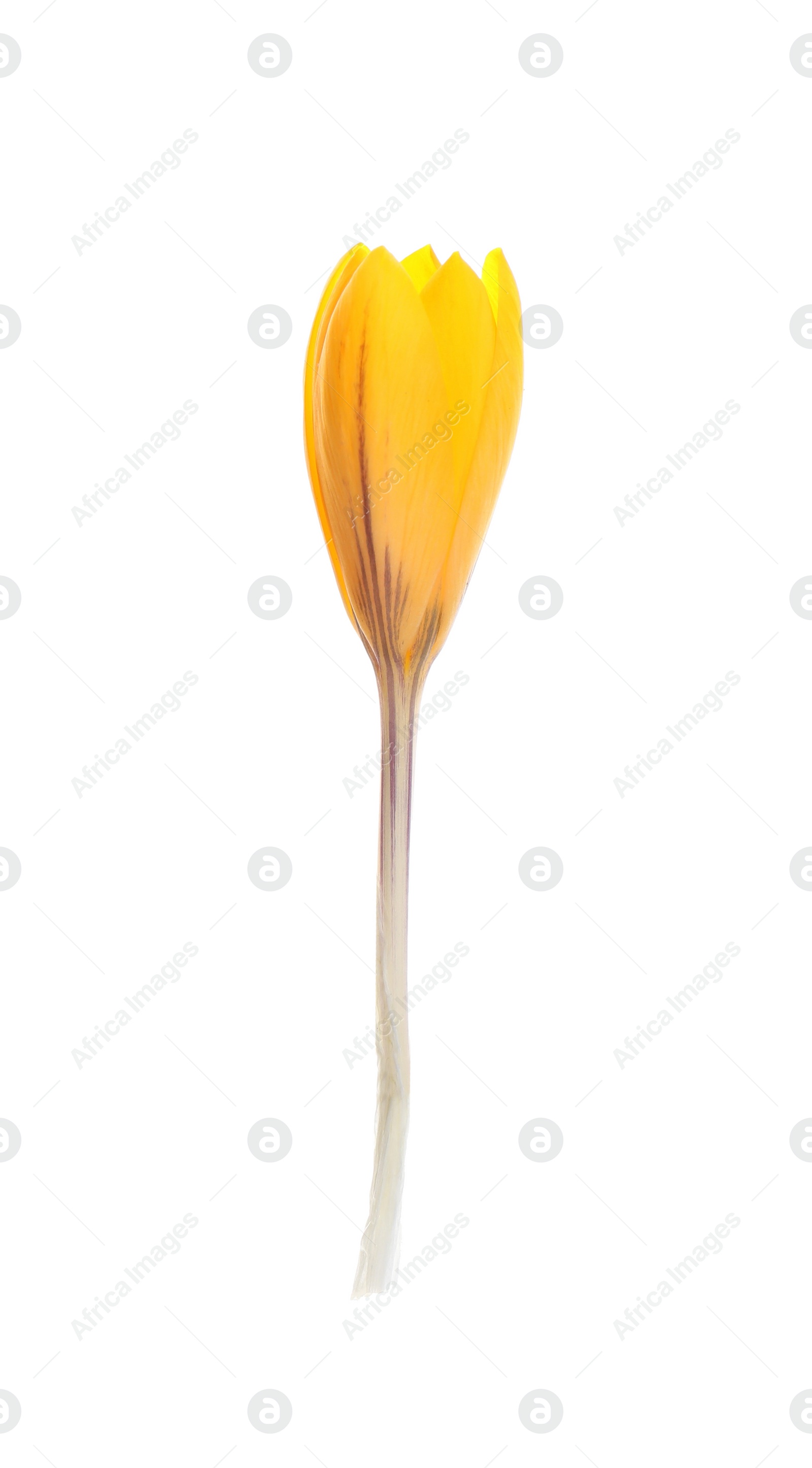 Photo of Beautiful yellow crocus flower isolated on white