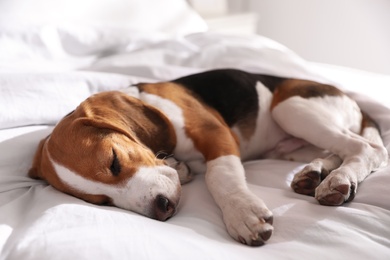 Cute Beagle puppy sleeping on bed. Adorable pet