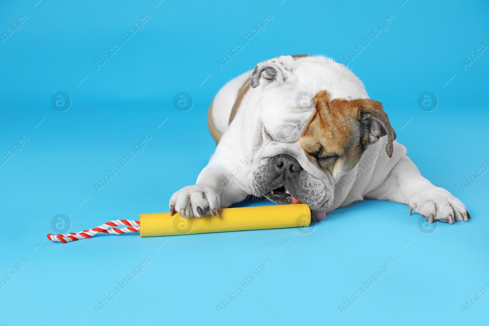 Photo of Adorable funny English bulldog with toy on light blue background