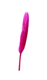Photo of Fluffy beautiful magenta feather isolated on white