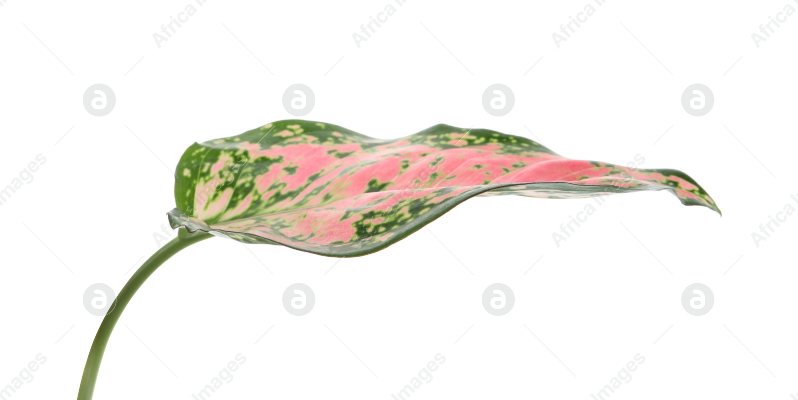 Photo of Aglaonema leaf isolated on white. Beautiful tropical plant