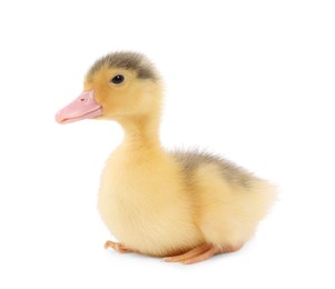 Photo of Baby animal. Cute fluffy duckling on white background