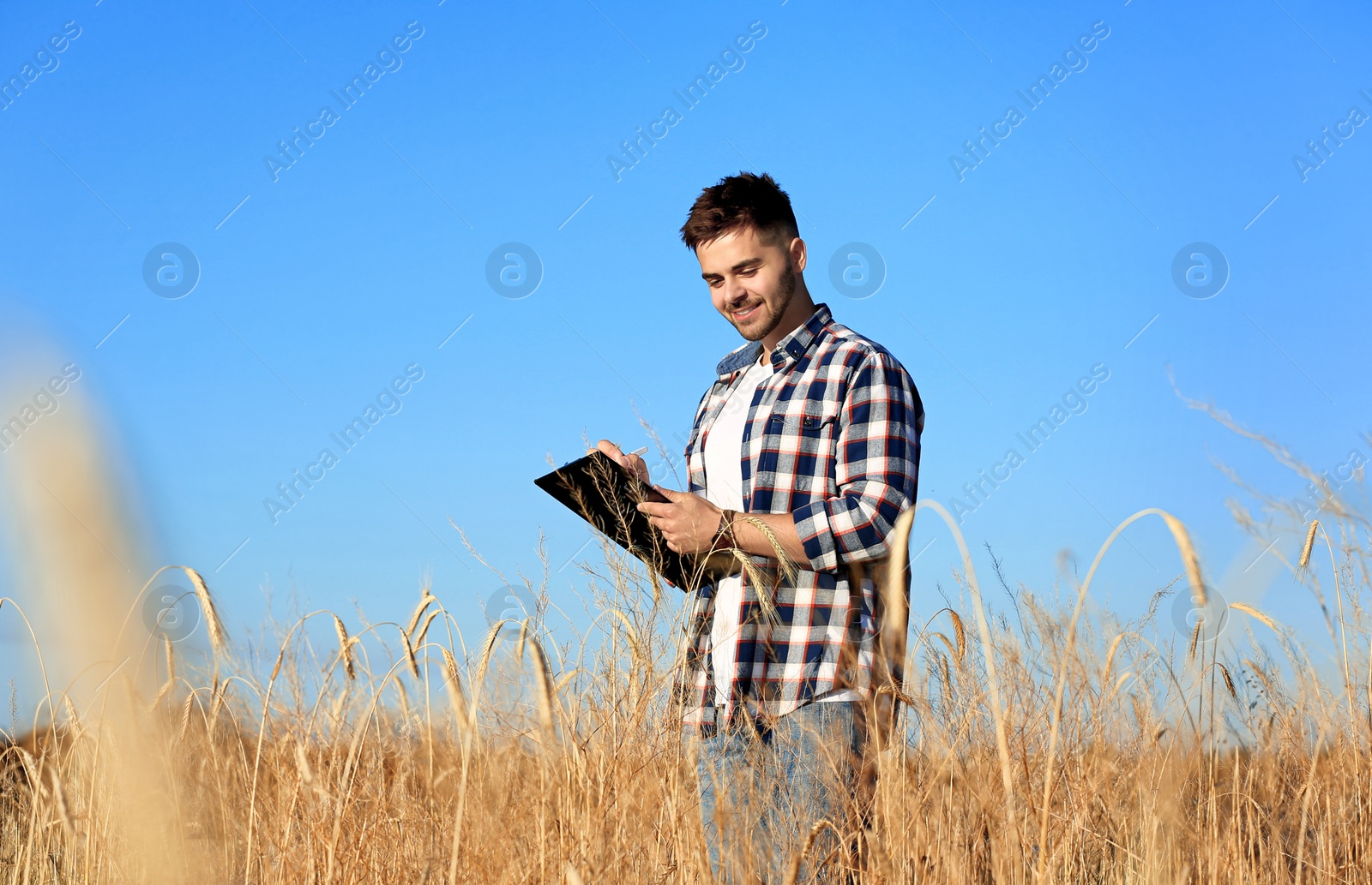 Photo of Agronomist with clipboard in wheat field. Cereal grain crop