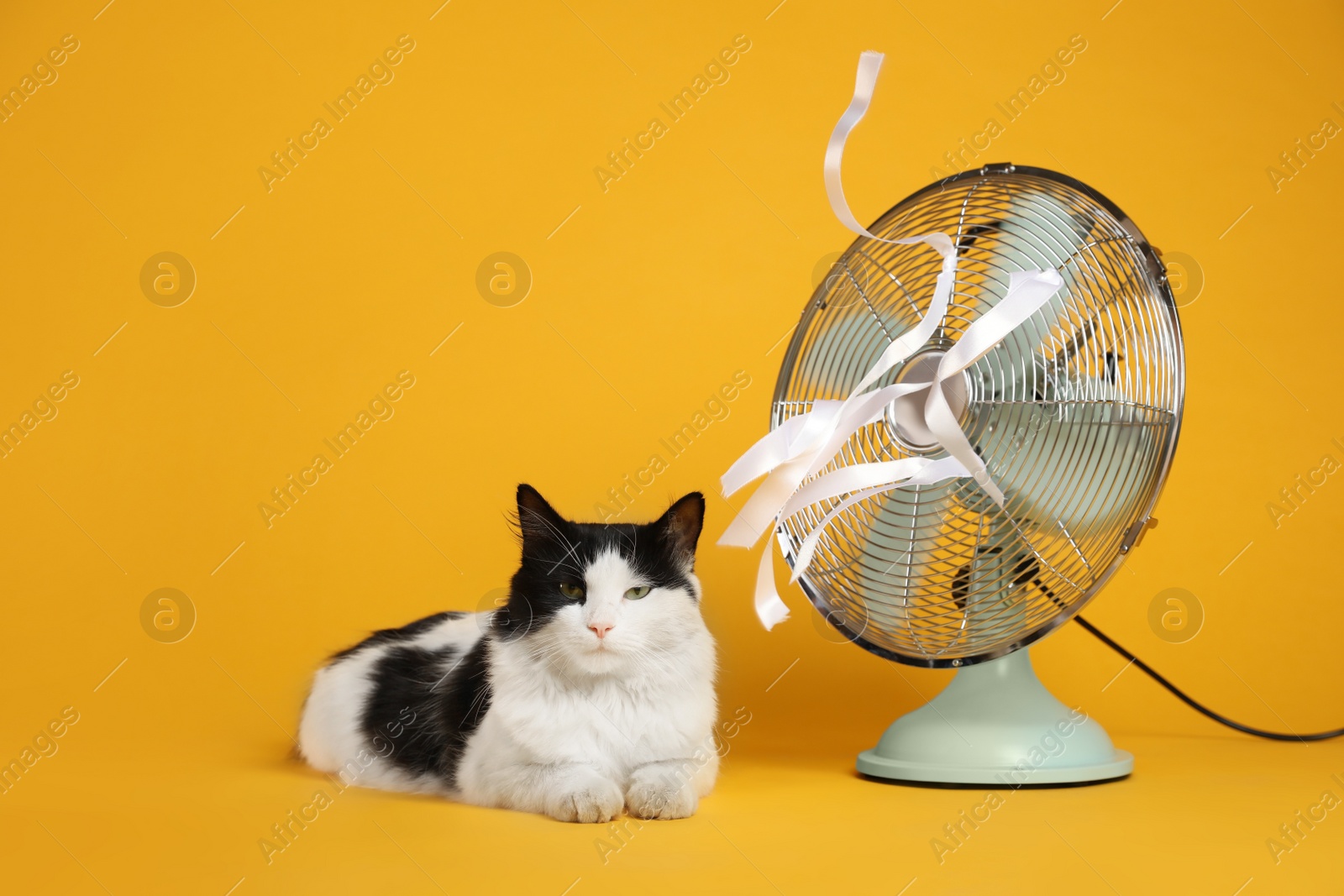 Photo of Cute fluffy cat enjoying air flow from fan on yellow background. Summer heat