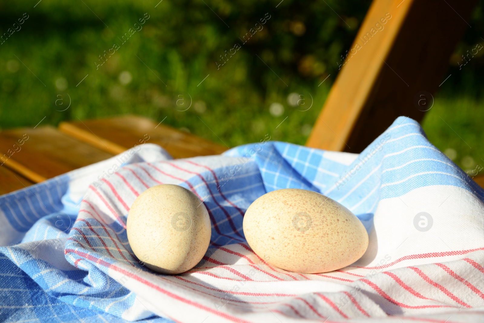 Photo of Raw turkey eggs with napkin on wooden bench outdoors, closeup