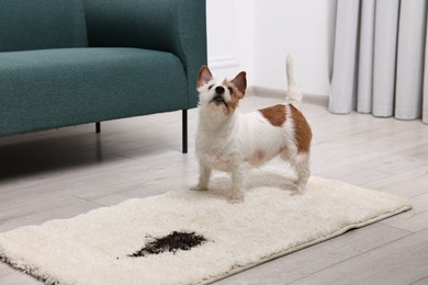 Cute dog near mud stain on rug indoors. Space for text