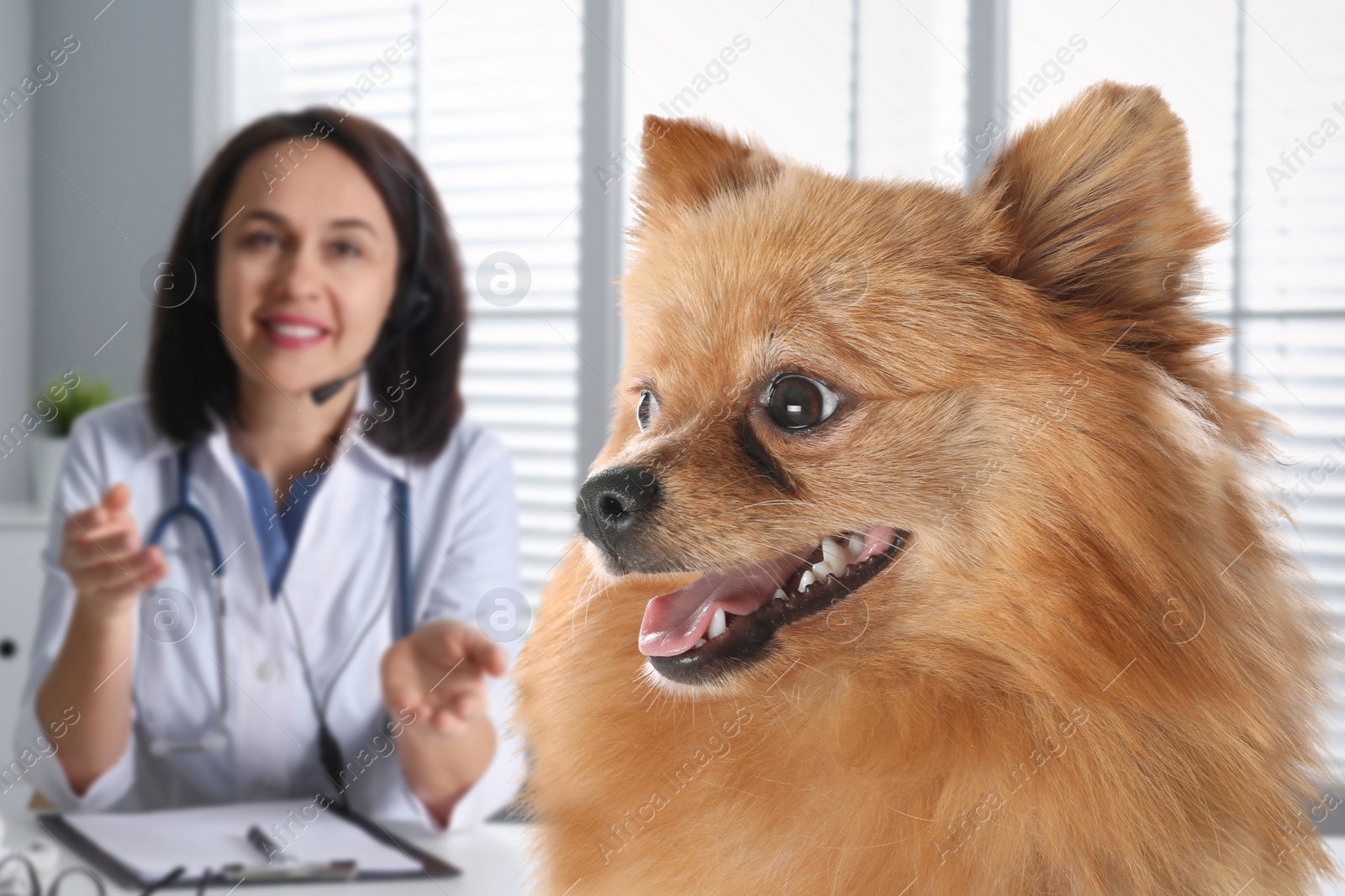 Image of Veterinarian doc with adorable dog in clinic