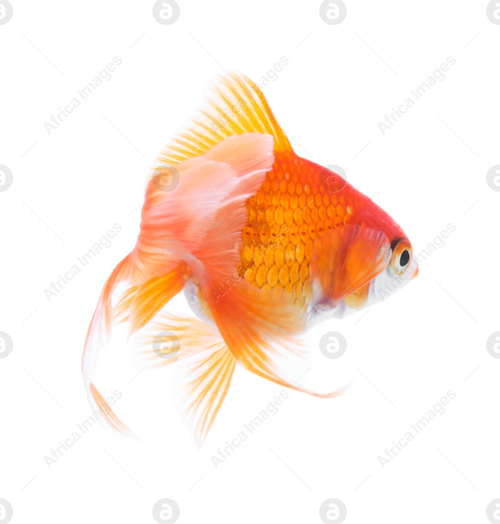 Photo of Beautiful bright small goldfish isolated on white