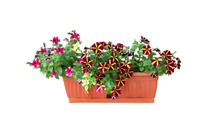 Beautiful flowers in plant pot on white background 