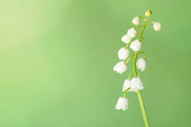 Beautiful lily of the valley on green background, closeup. Space for text