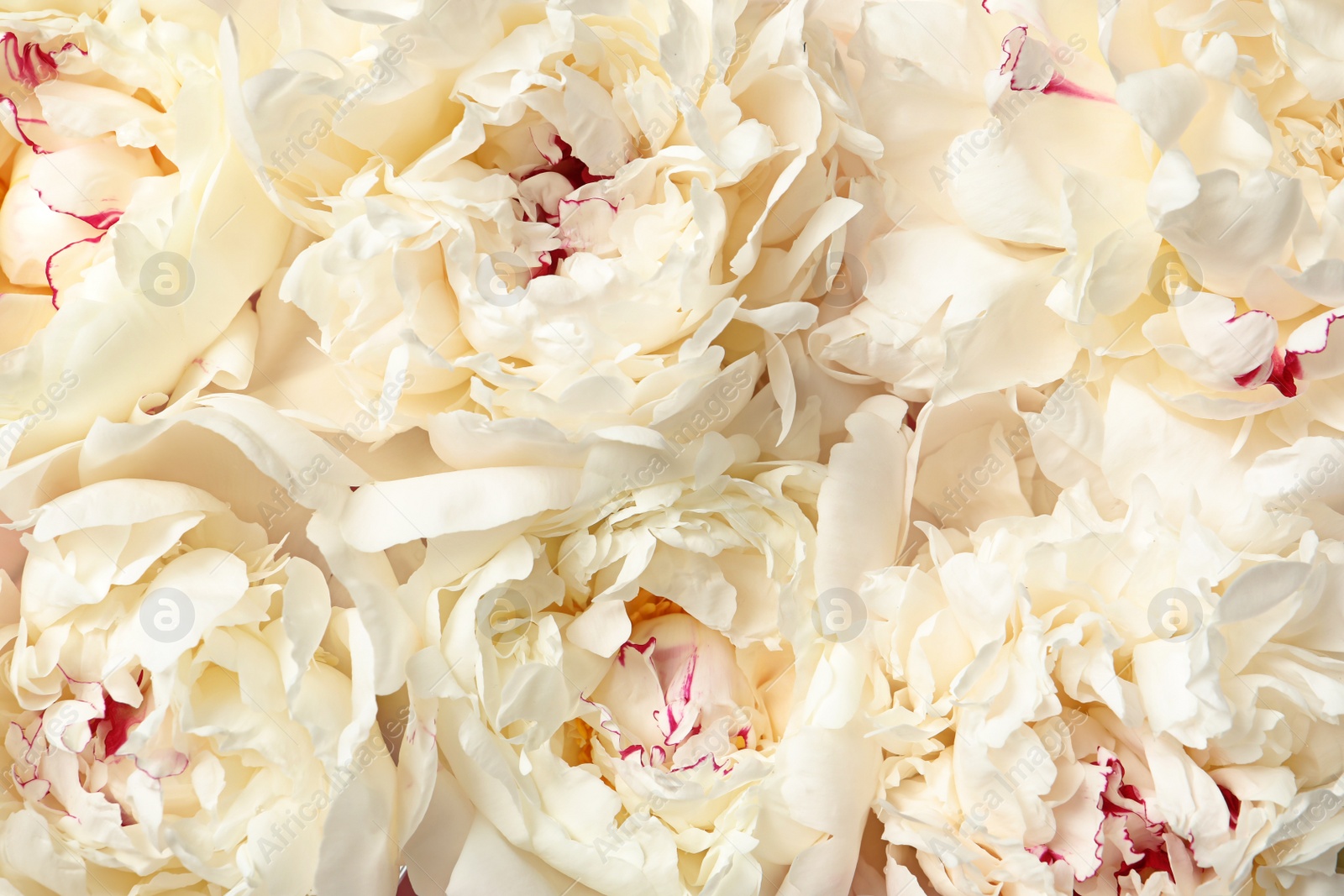 Photo of Beautiful fresh peony flowers as background, top view