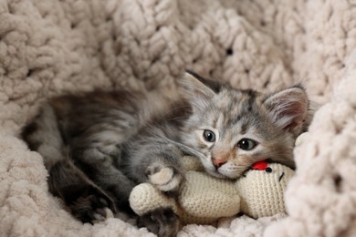 Cute fluffy kitten with toy resting on soft plaid