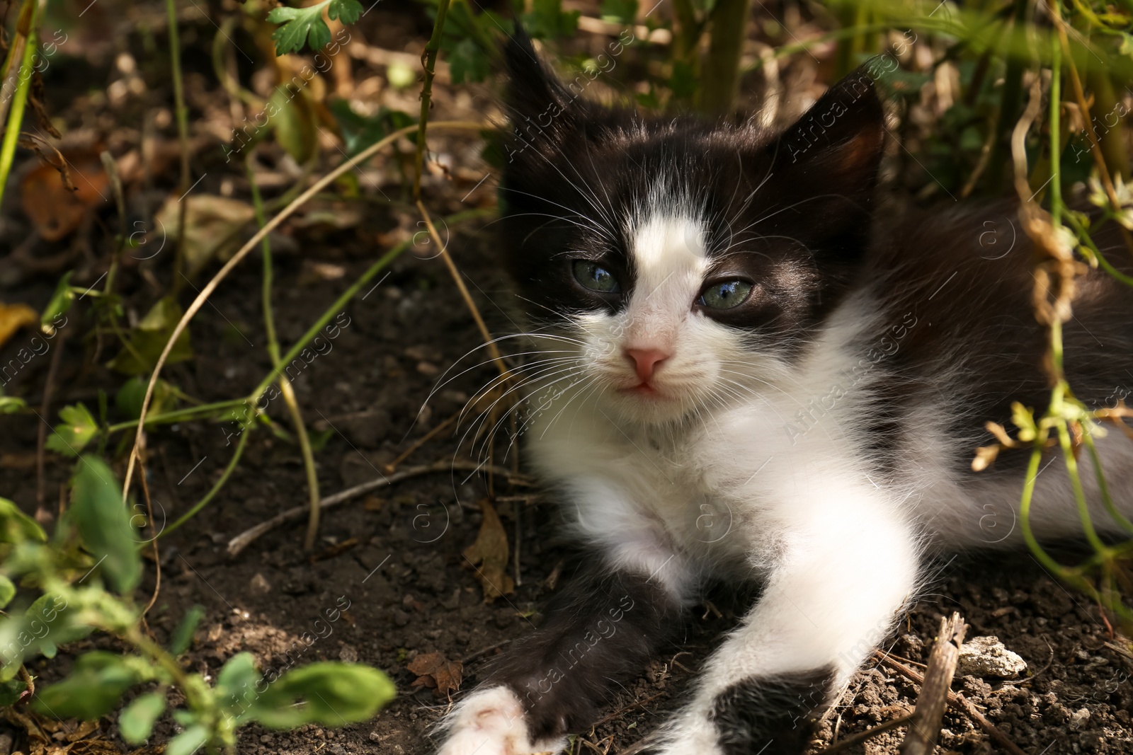 Photo of Cute fluffy cat resting at backyard outdoors, closeup