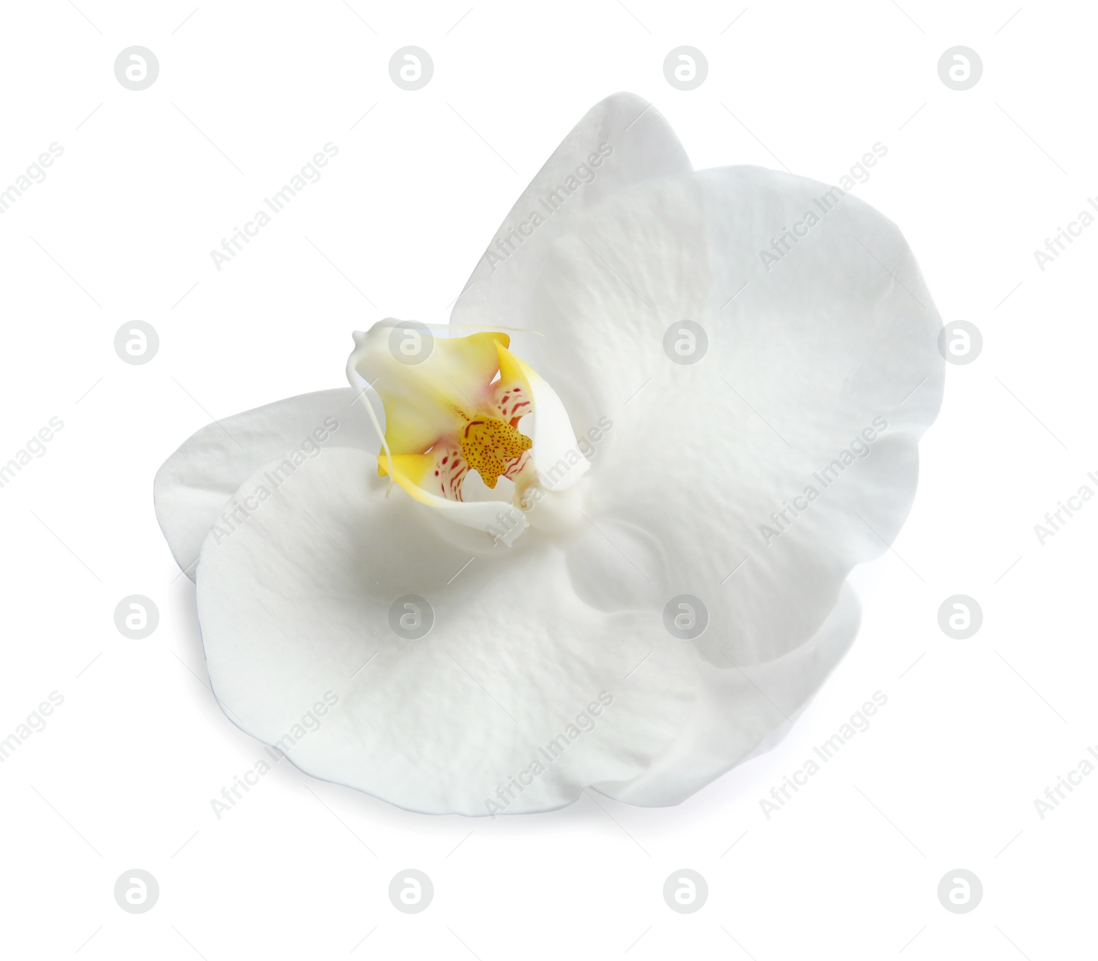 Photo of Beautiful orchid flower on white background. Tropical plant