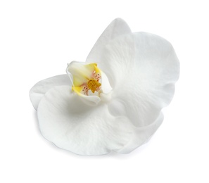 Beautiful orchid flower on white background. Tropical plant