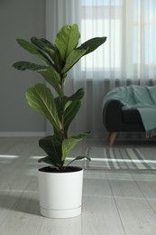 Photo of Fiddle Fig or Ficus Lyrata plant with green leaves at home
