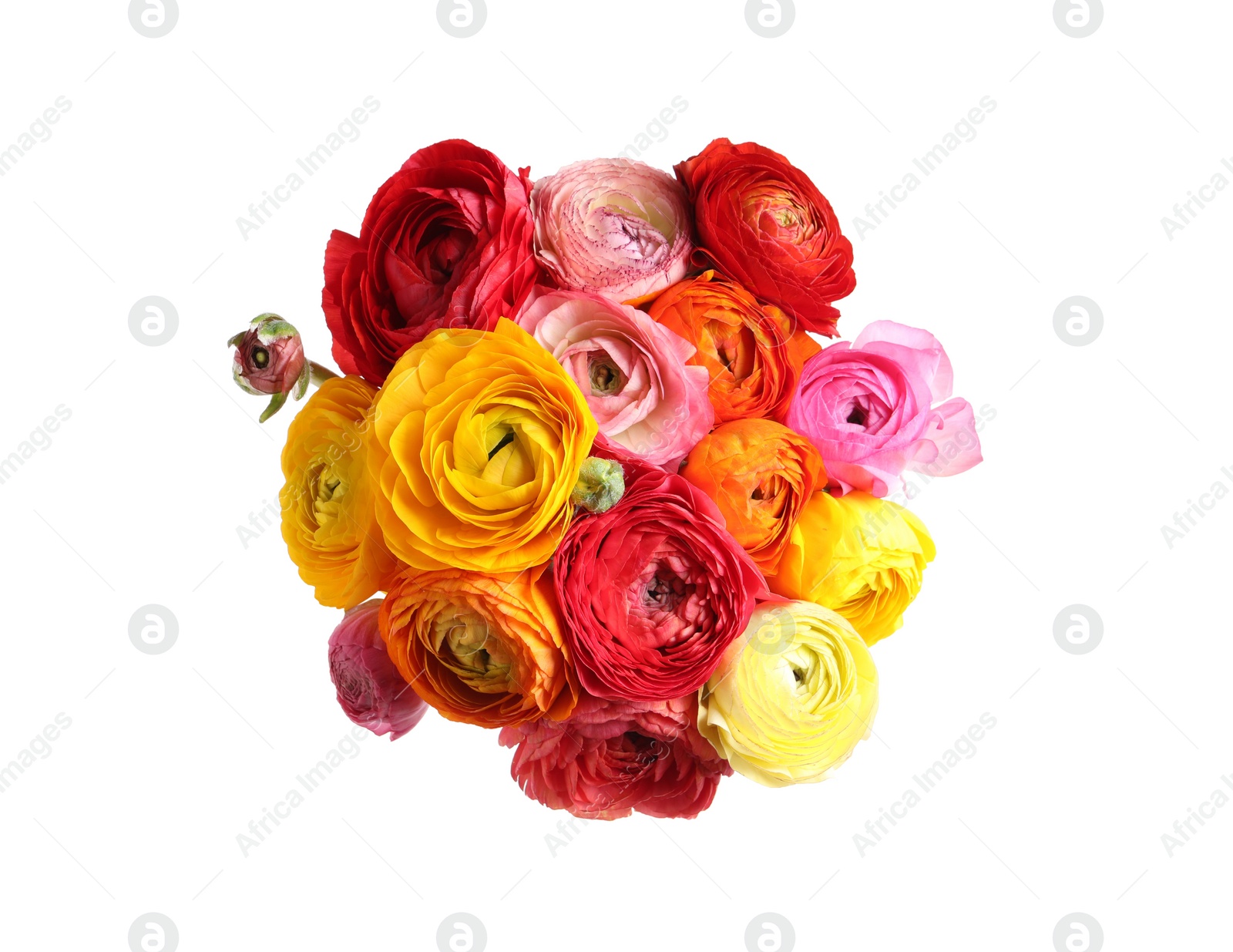 Photo of Beautiful fresh ranunculus flowers on white background, top view