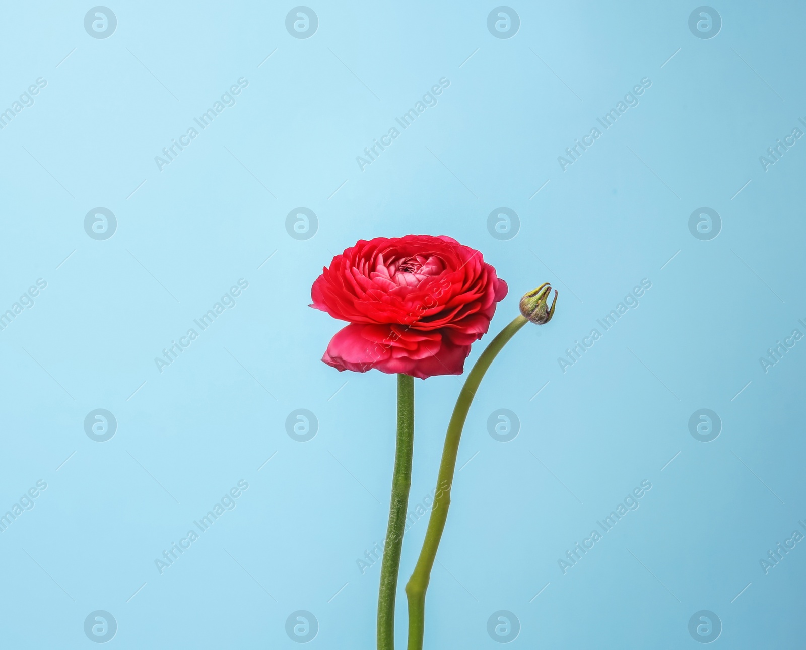 Photo of Beautiful ranunculus flower on color background