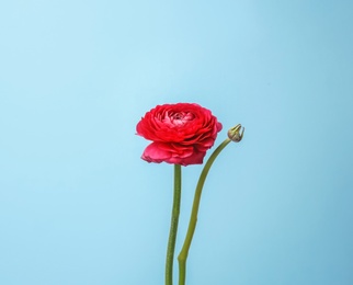 Photo of Beautiful ranunculus flower on color background