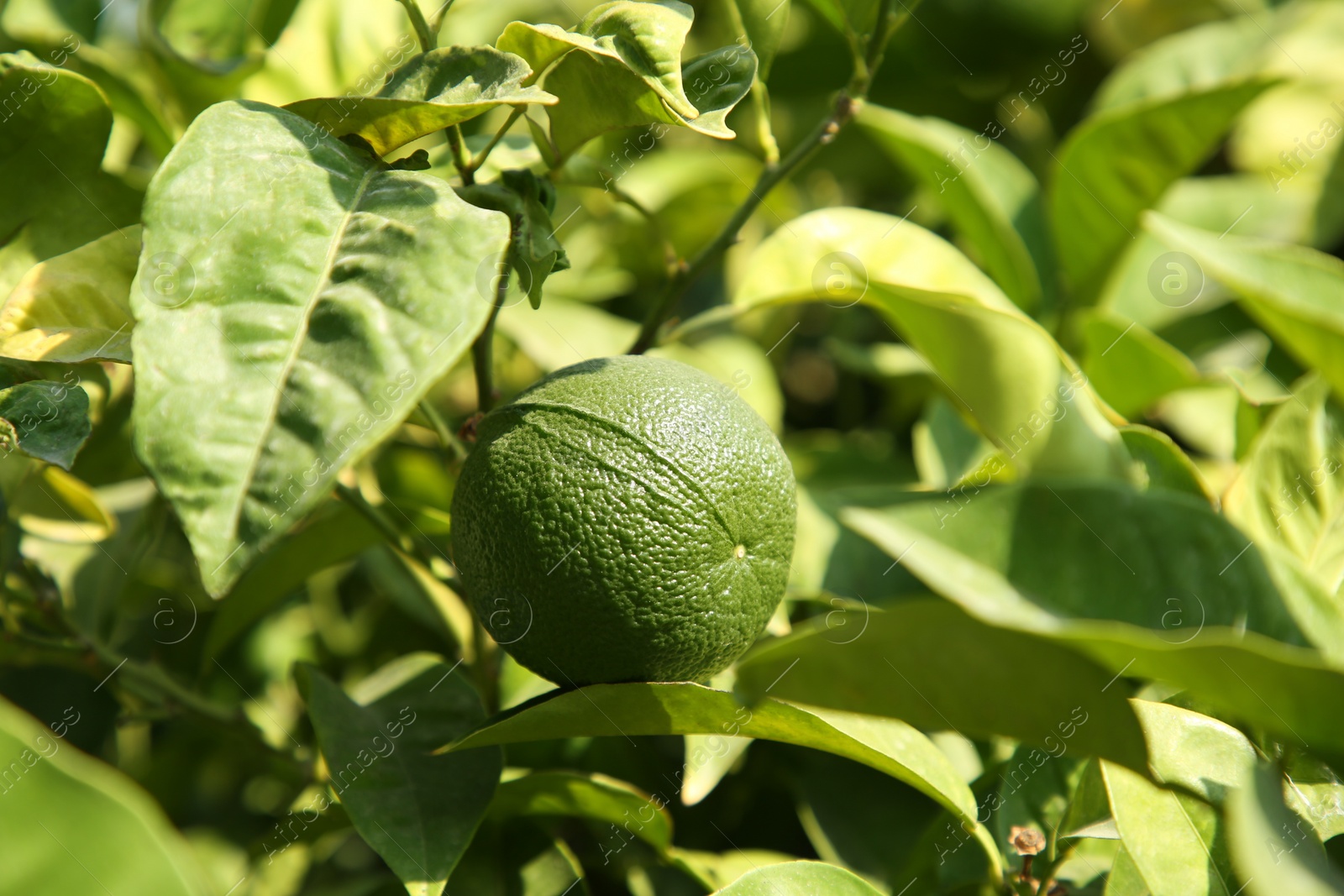 Photo of Unripe green tangerine growing on tree outdoors, closeup. Citrus fruit