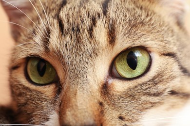 Photo of Closeup view of cute tabby cat with beautiful eyes