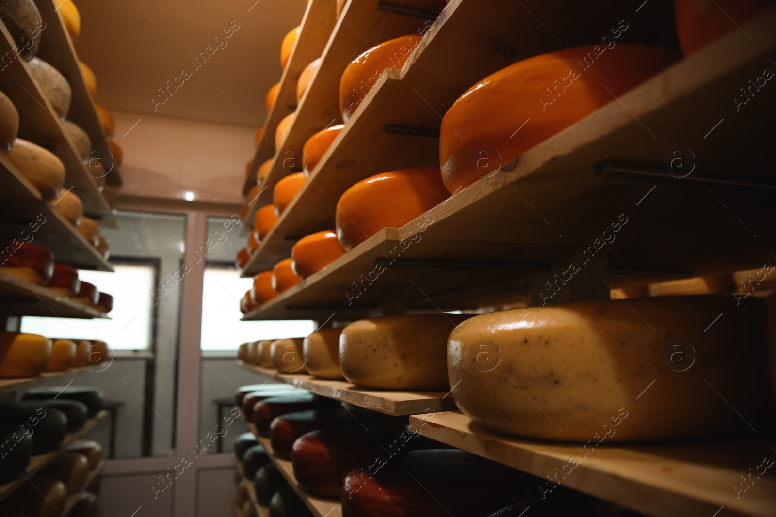 Photo of Fresh cheese heads on rack in factory warehouse