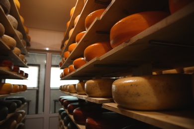 Photo of Fresh cheese heads on rack in factory warehouse