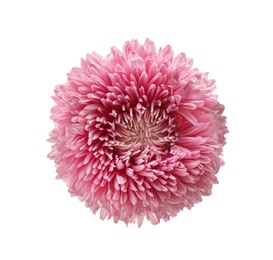 Beautiful pink aster isolated on white, top view.  Autumn flower