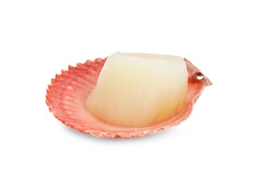 Fresh raw scallop in shell isolated on white