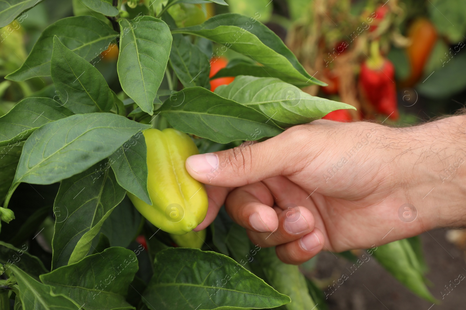 Photo of Farmer checking bell pepper bush in field, closeup. Harvesting time