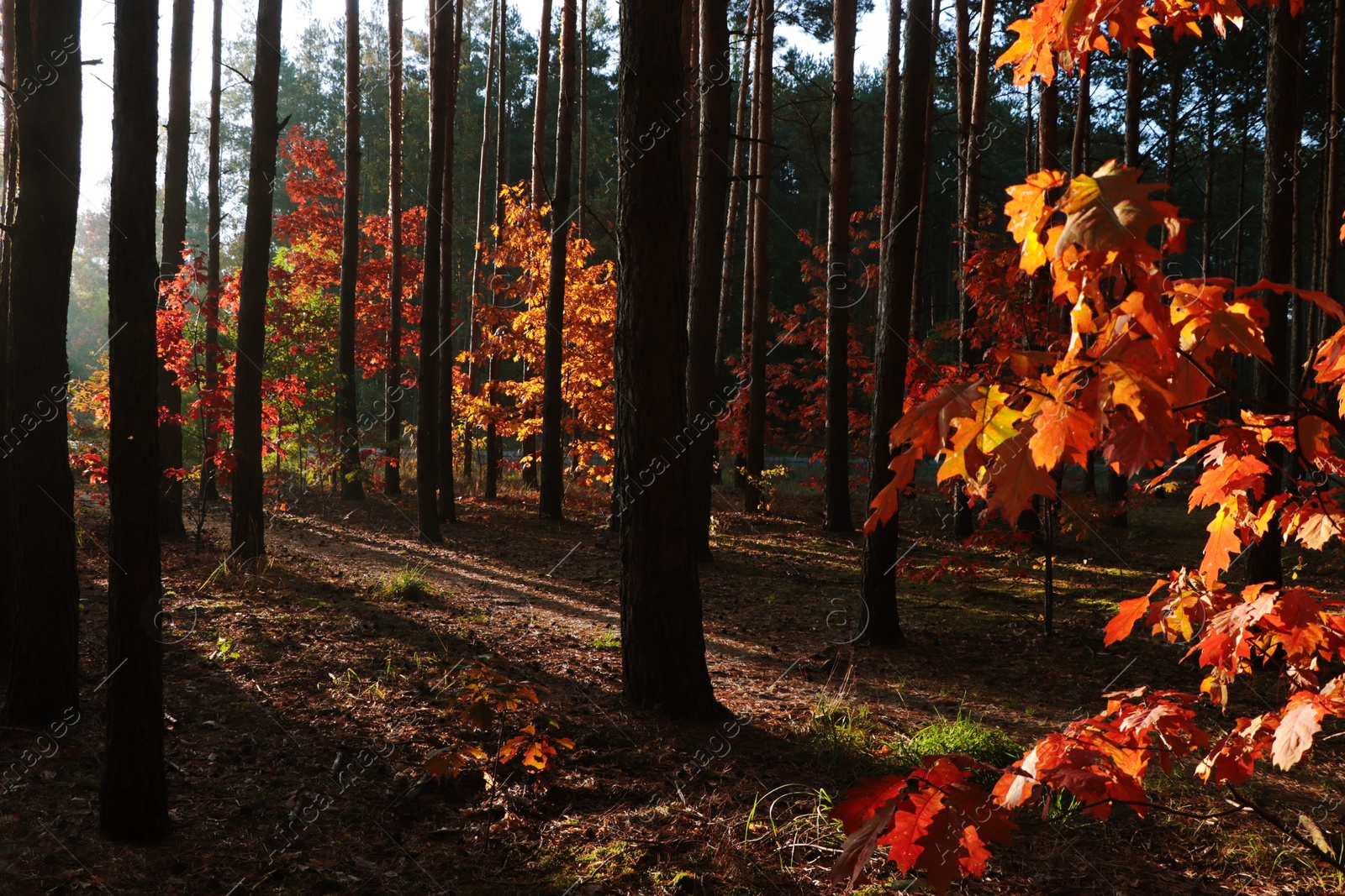 Photo of Picturesque view of forest with trees on sunny day. Autumn season