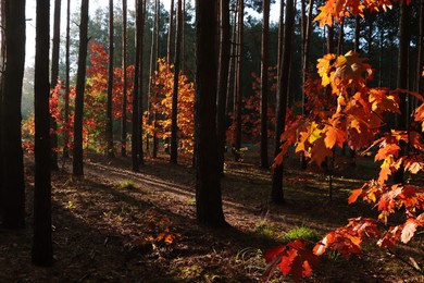 Photo of Picturesque view of forest with trees on sunny day. Autumn season