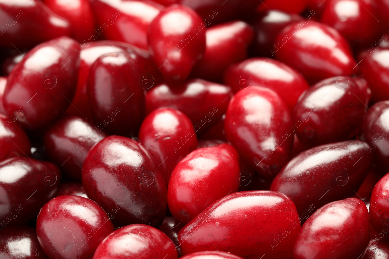 Photo of Fresh ripe dogwood berries as background, closeup