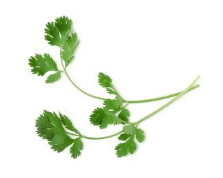 Photo of Aromatic fresh green cilantro isolated on white, top view