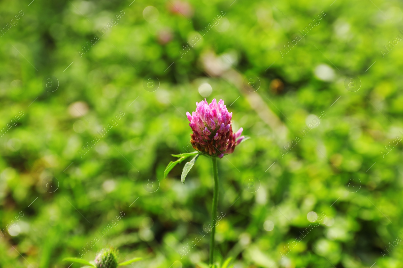 Photo of Beautiful clover flower on green meadow, closeup