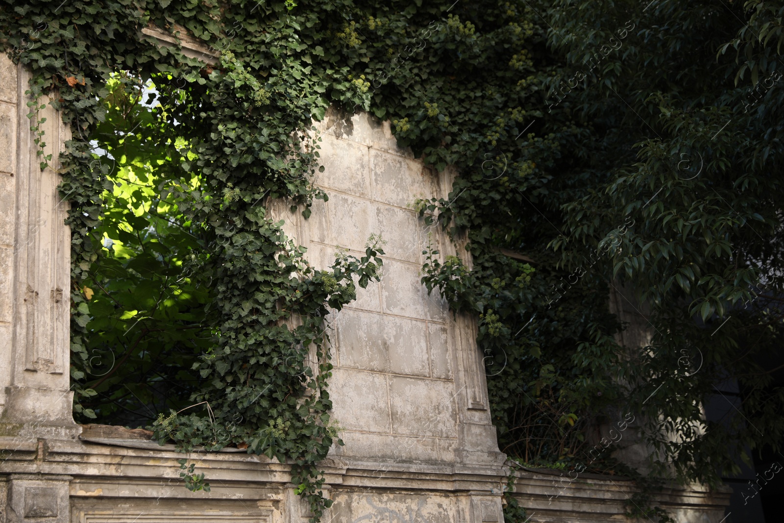 Photo of Old abandoned building covered with climber plants