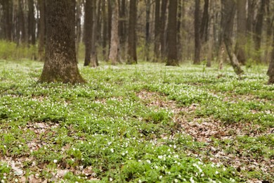 Photo of Beautiful forest scenery with white wild flowers