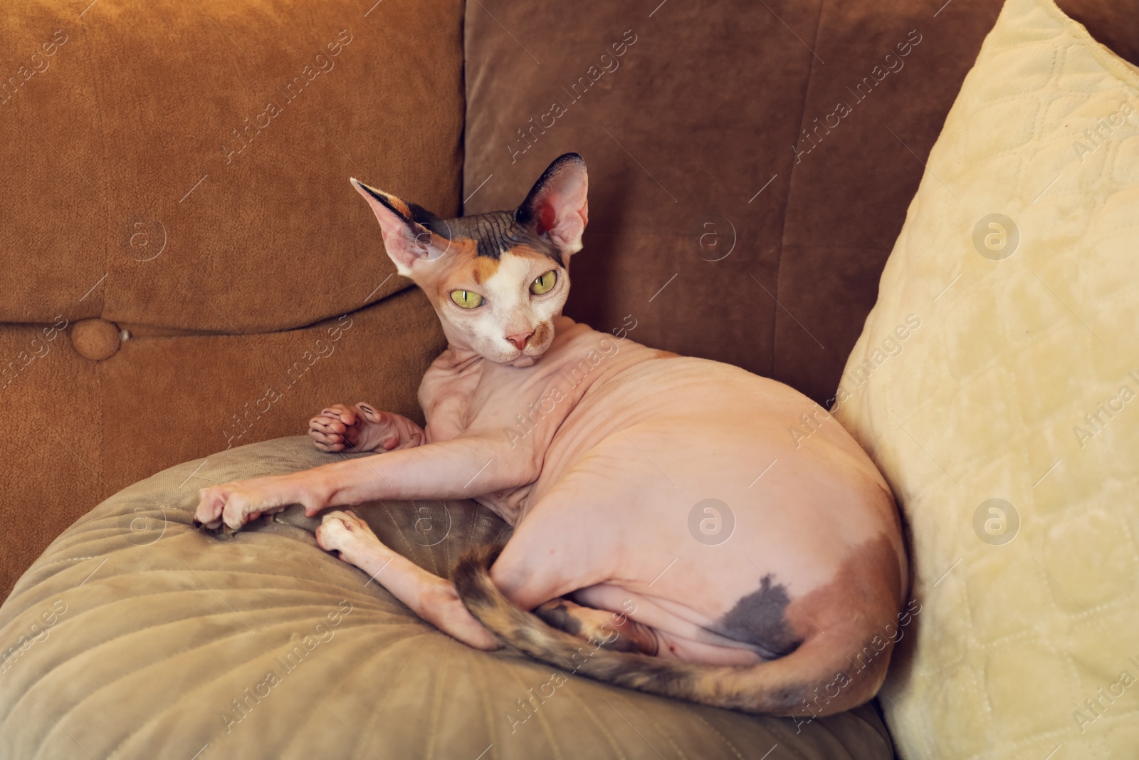 Photo of Adorable Sphynx cat lying on pillow indoors. Cute pet