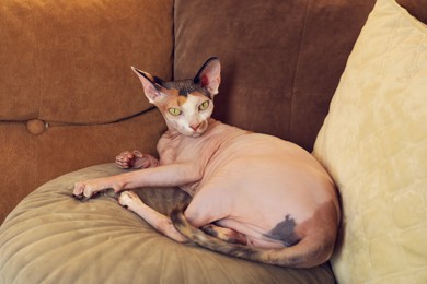 Adorable Sphynx cat lying on pillow indoors. Cute pet