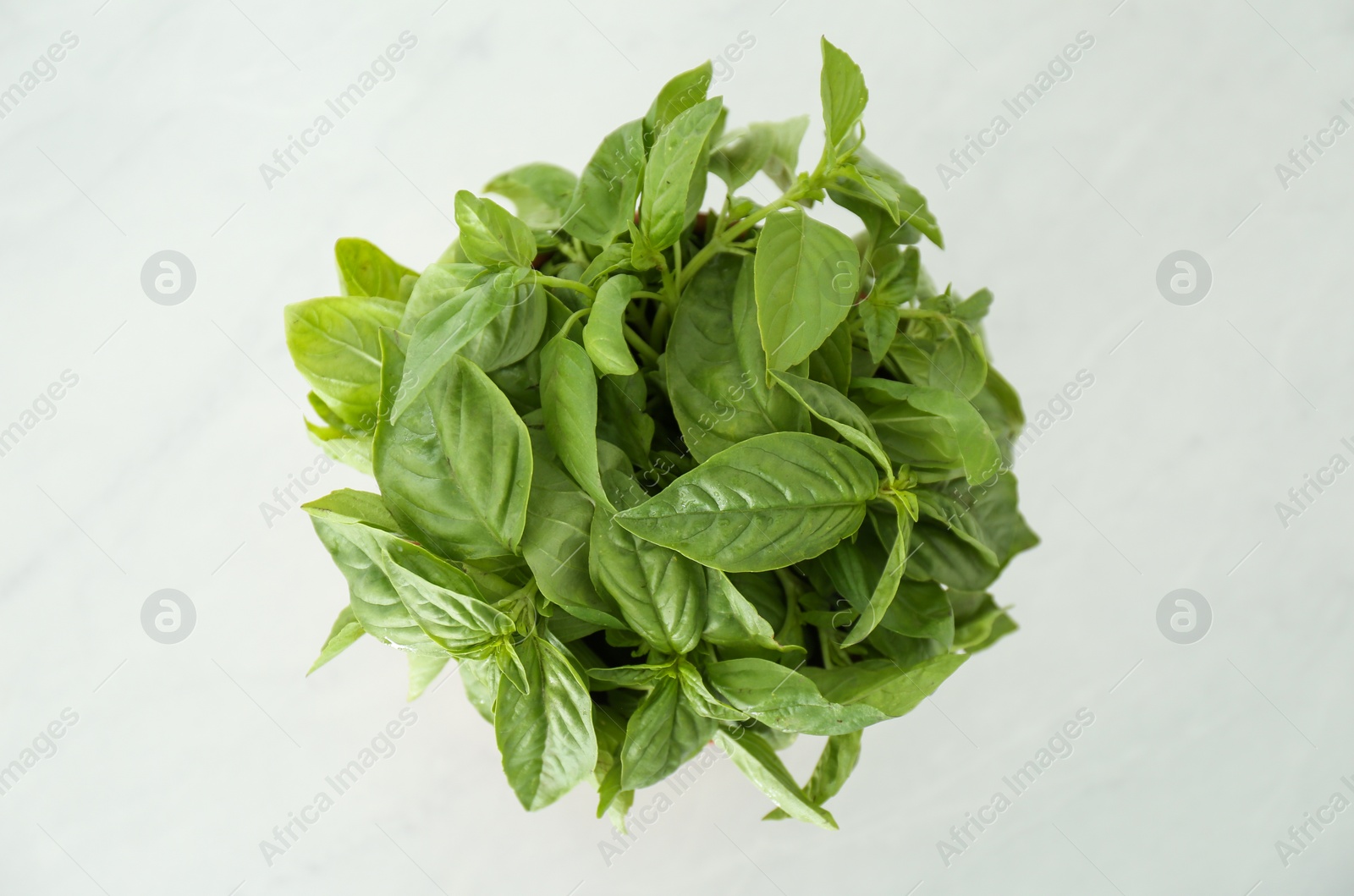 Photo of Fresh green basil in pot on white table, top view
