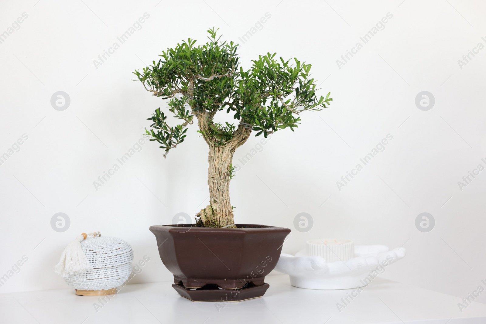 Photo of Beautiful bonsai tree in pot and decor elements on table against light wall