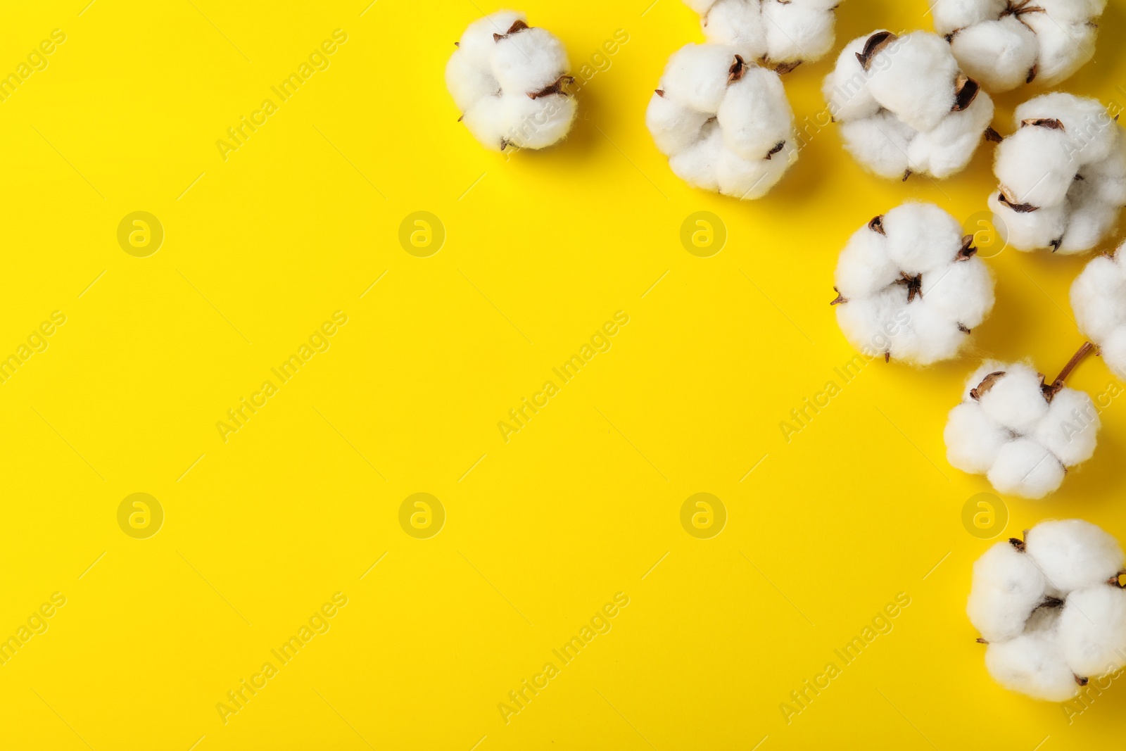 Photo of Fluffy cotton flowers on yellow background, top view. Space for text