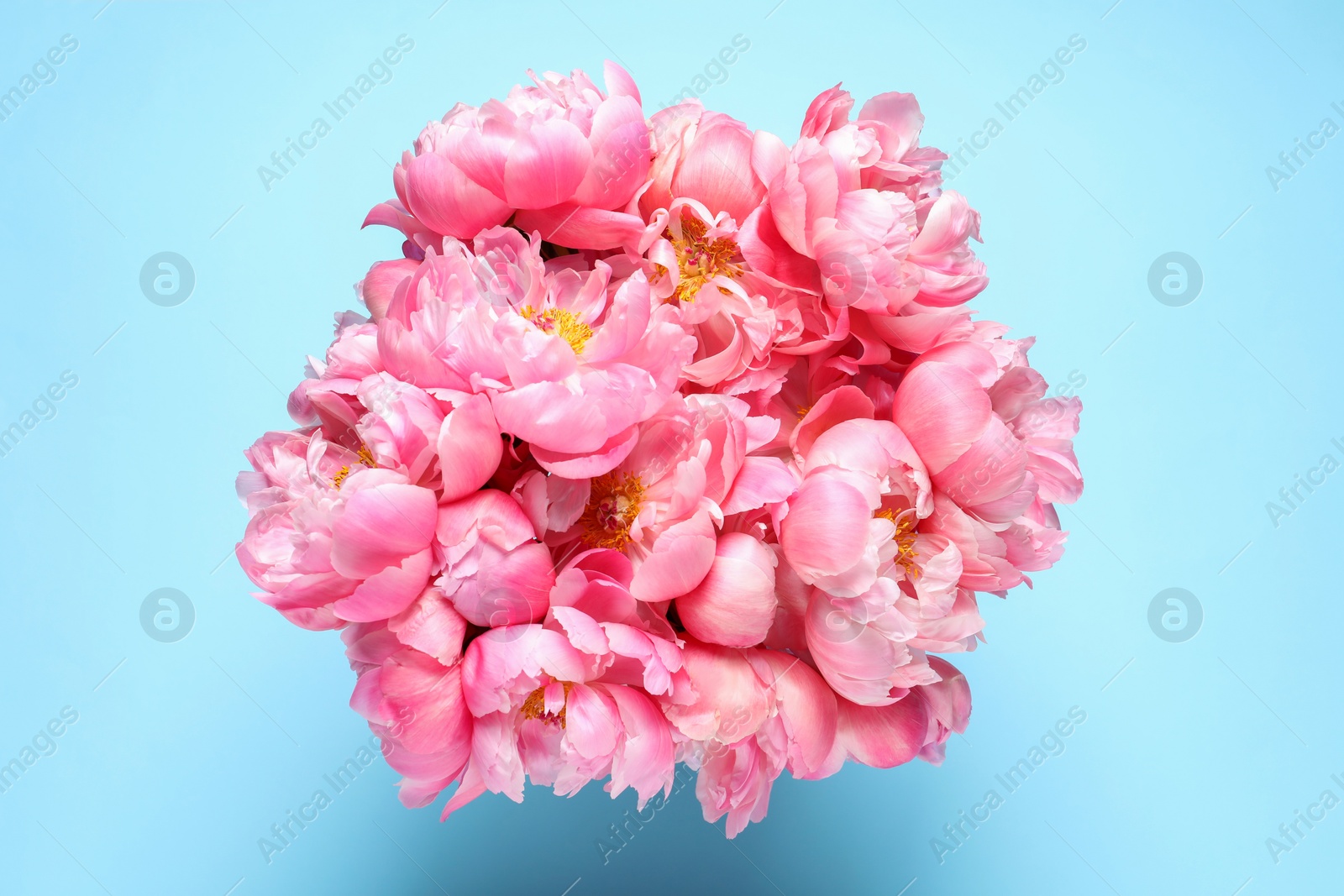 Photo of Bunch of beautiful peonies on turquoise background, top view