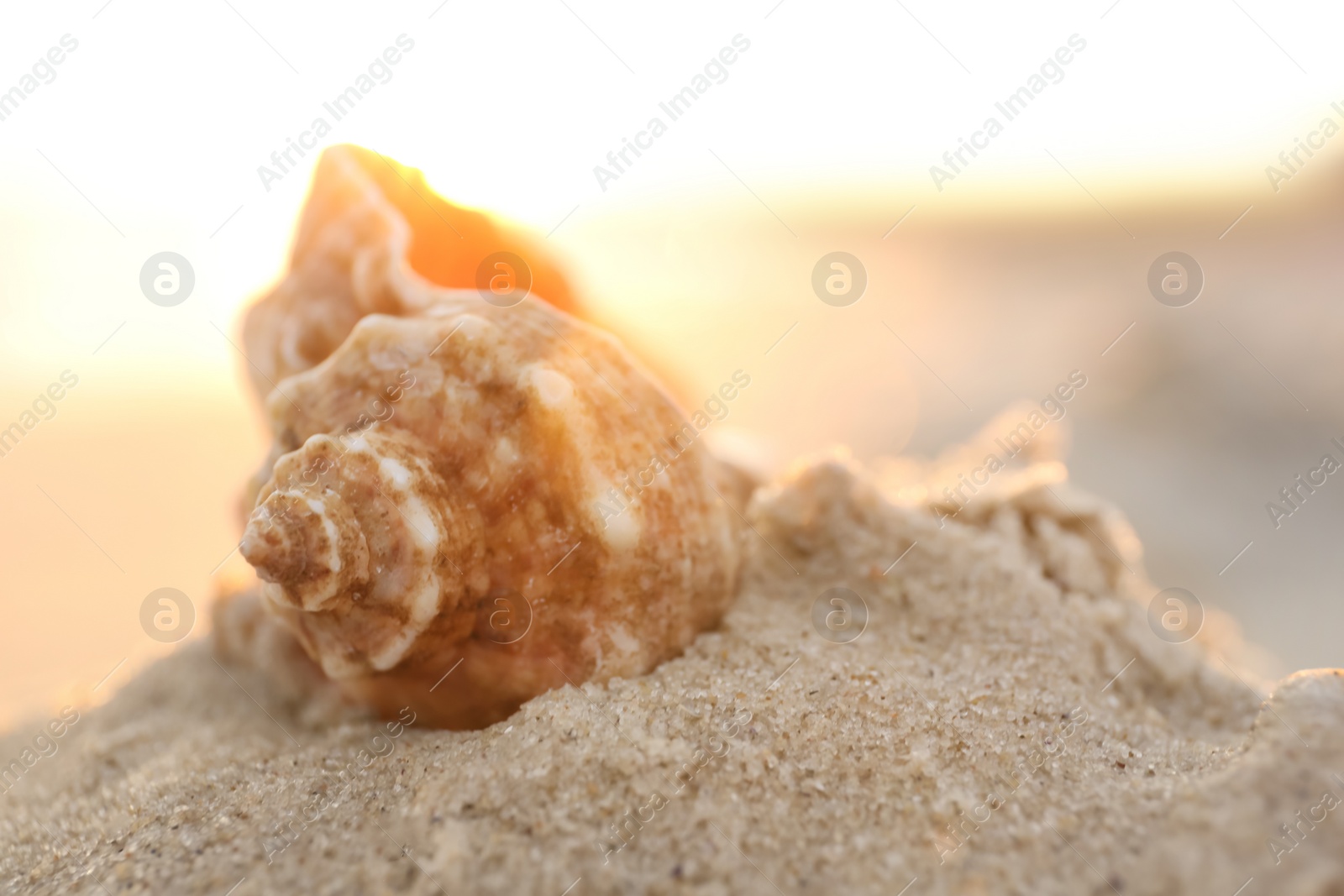 Photo of Beautiful seashell on pile of sand at sunrise, closeup