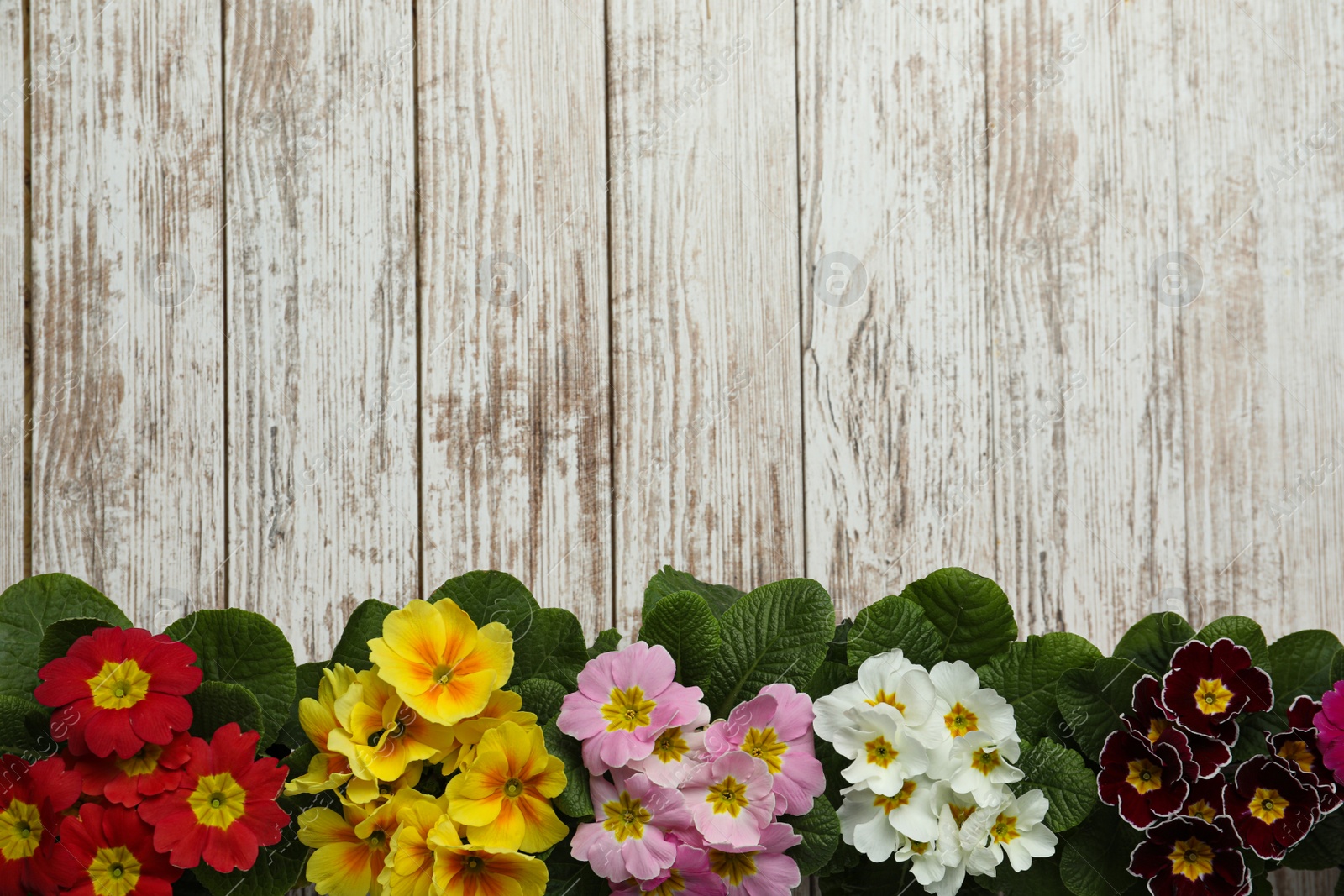 Photo of Primrose Primula Vulgaris flowers on white wooden background, flat lay with space for text. Spring season