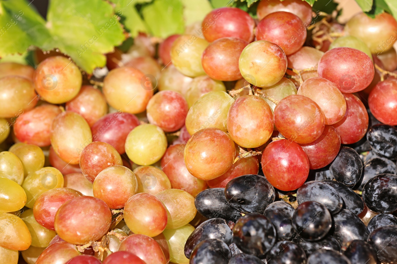 Photo of Fresh ripe juicy grapes as background, closeup