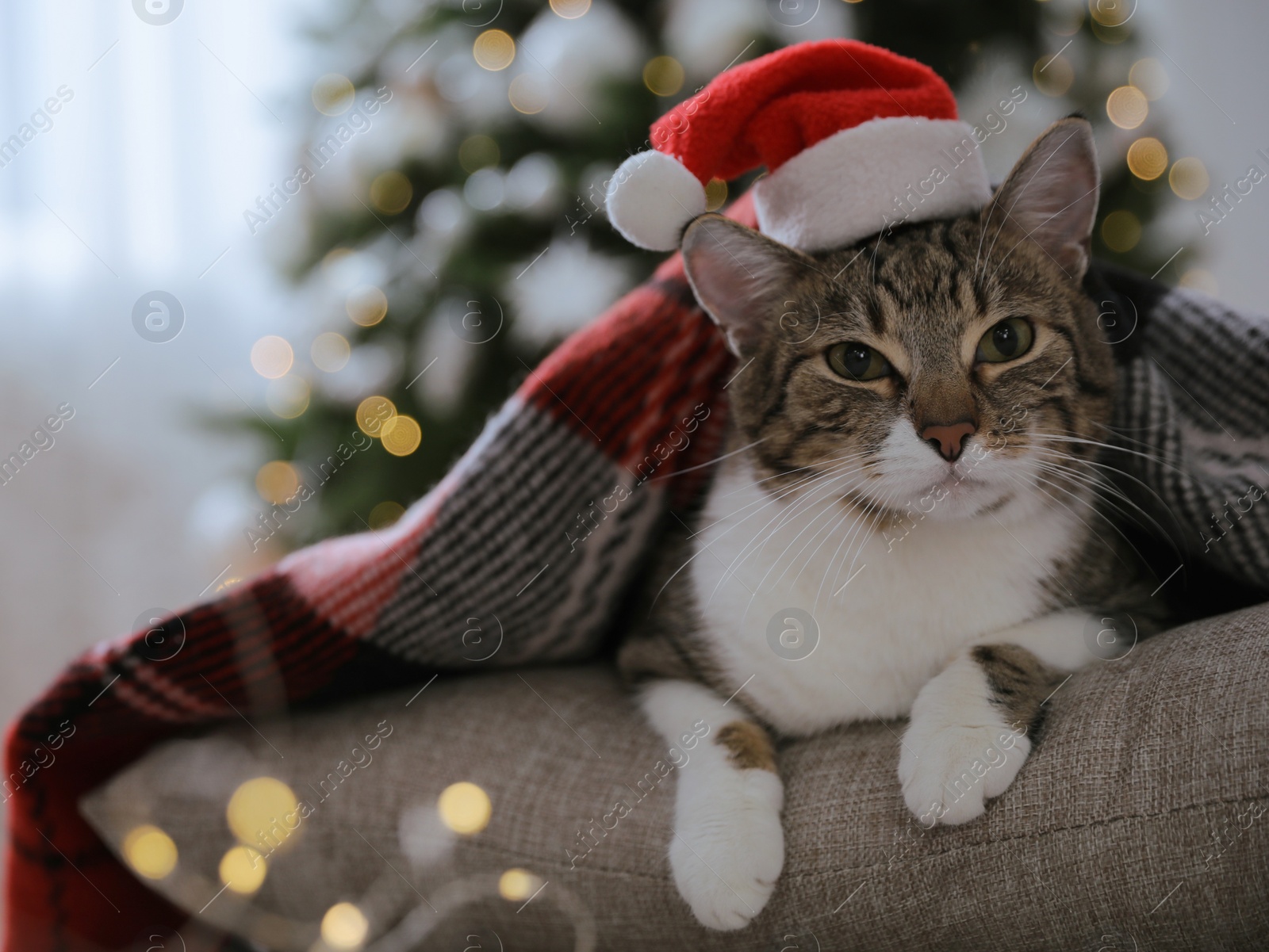 Photo of Cute cat wearing Santa hat covered with plaid in room decorated for Christmas