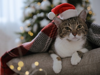 Cute cat wearing Santa hat covered with plaid in room decorated for Christmas