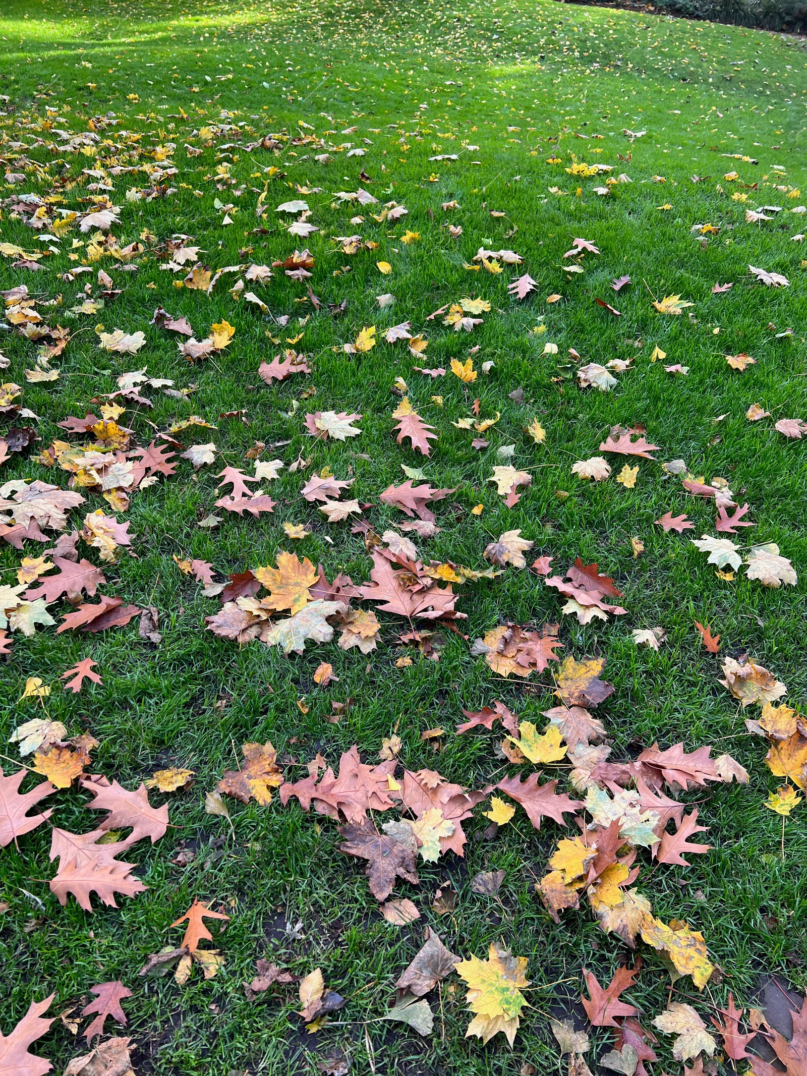 Photo of Many dry leaves on green grass in autumn park